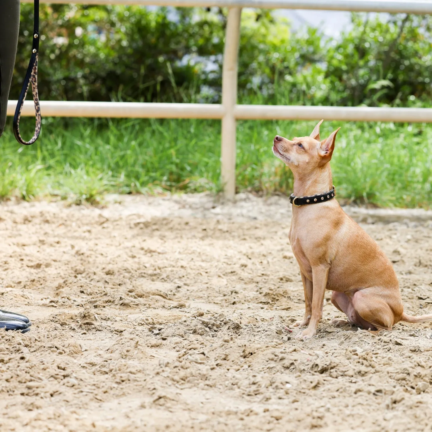 Halter Ego® Black Leather Safari Dog Leash